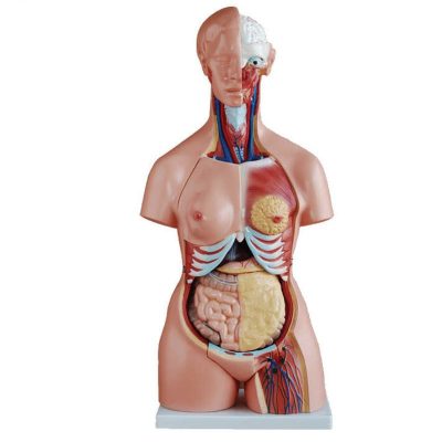 Tri-Sex Torso – 85 cm, 21 Parts