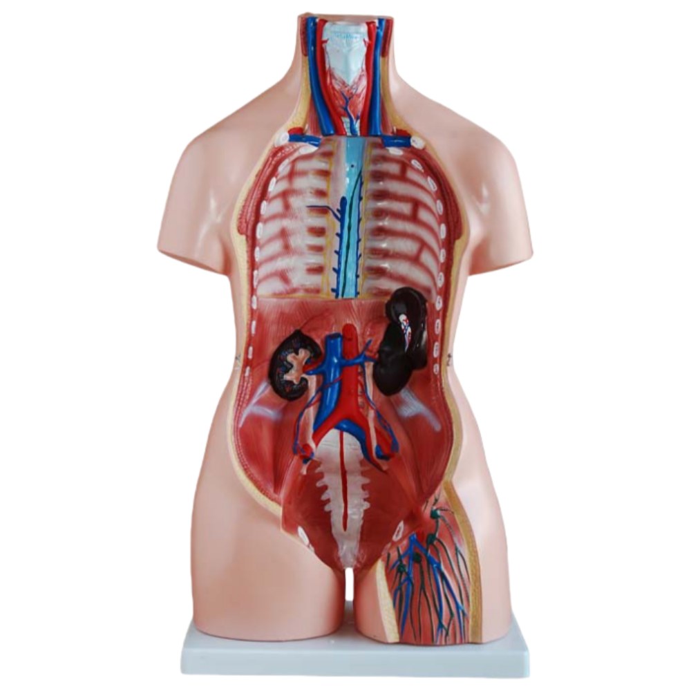 Tri-Sex Torso – 85 cm, 41 Parts - Image 3