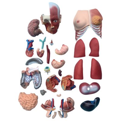 Unisex Muscle Torso – 85 cm, 30 Parts
