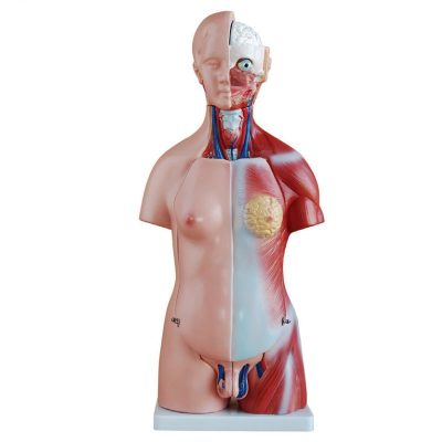 Unisex Torso – 45 cm, 23 Parts (Half Size)
