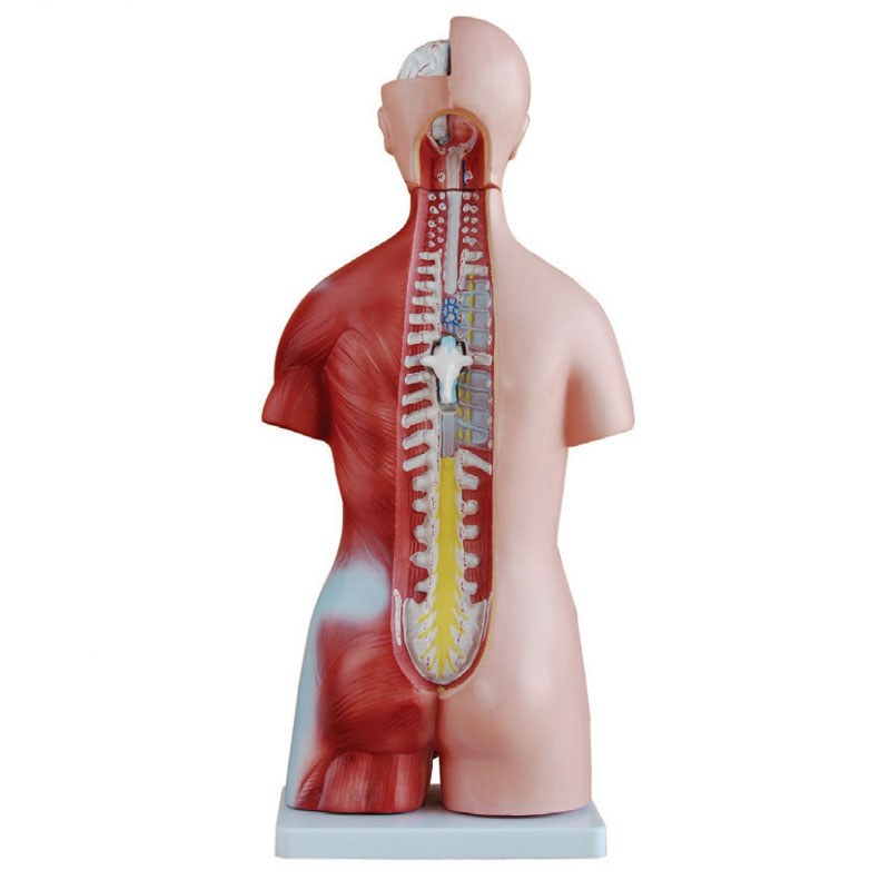 Unisex Torso – 45 cm, 23 Parts (Half Size) - Image 2