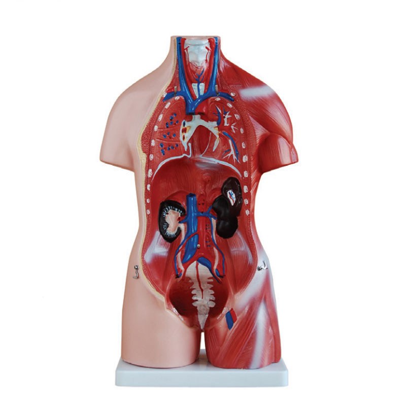 Unisex Torso – 45 cm, 23 Parts (Half Size) - Image 3