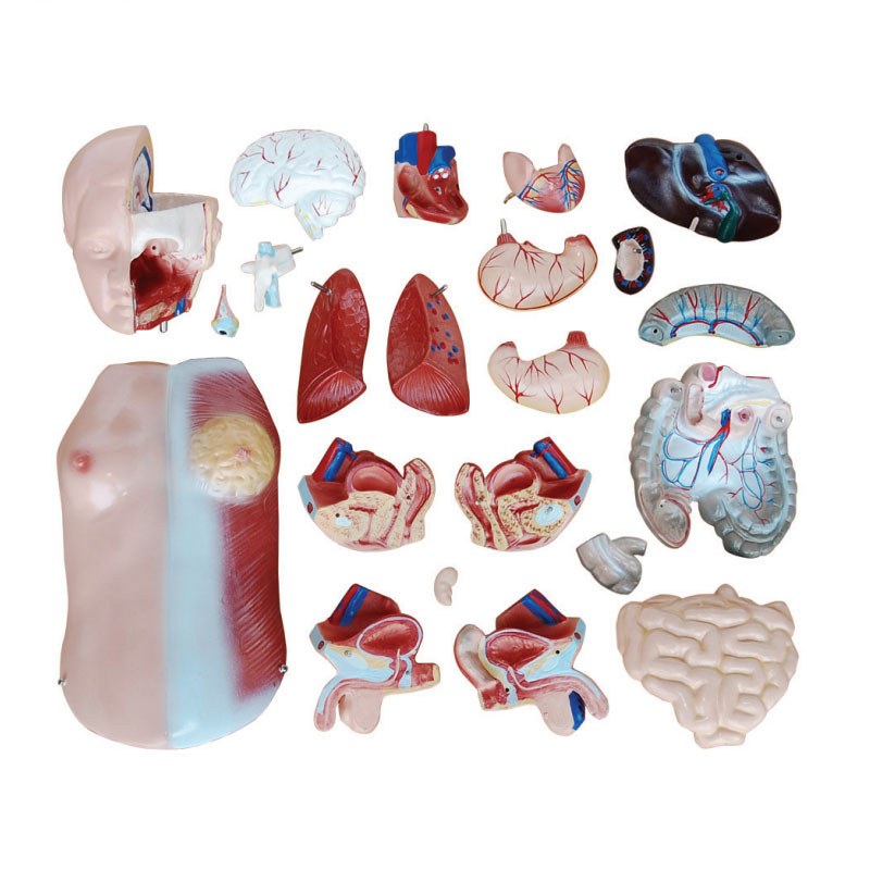 Unisex Torso – 45 cm, 23 Parts (Half Size) - Image 4