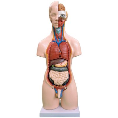 Unisex Torso – 55 cm, 20 Parts