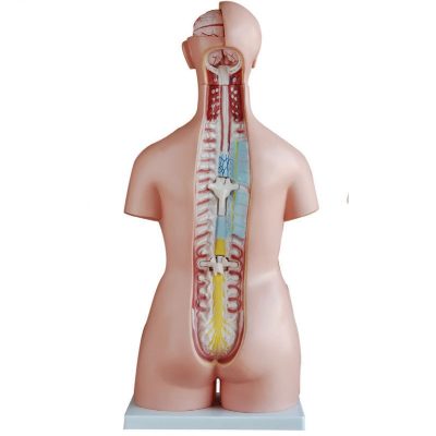 Unisex Torso – 85 cm, 40 Parts
