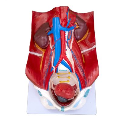 Urinary System Model – 4 Parts