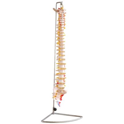 Vertebral Column with Painted Muscles – Life Size